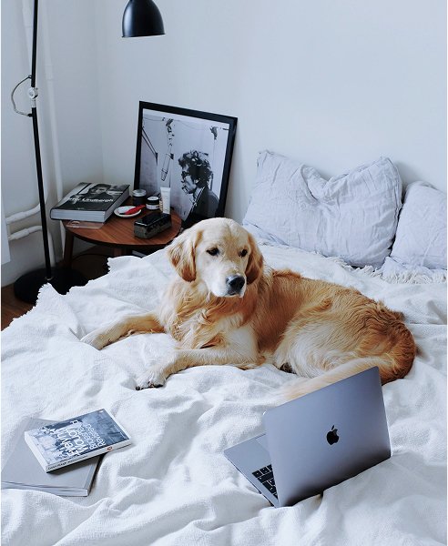 Ein Golden Retriever auf einem Bett in einem Haus, das Günewald Immobilien an eine junge Familie vermittelt hat (Haus kaufen, Wohnung kaufen)